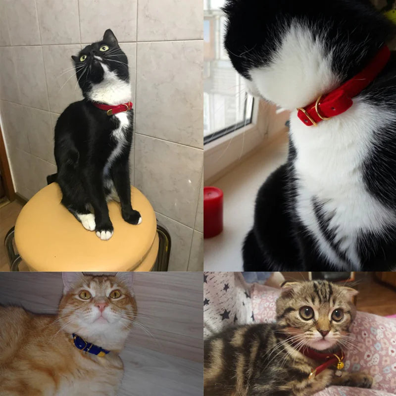 Purrsonality Cat Collars: Safe & Stylish